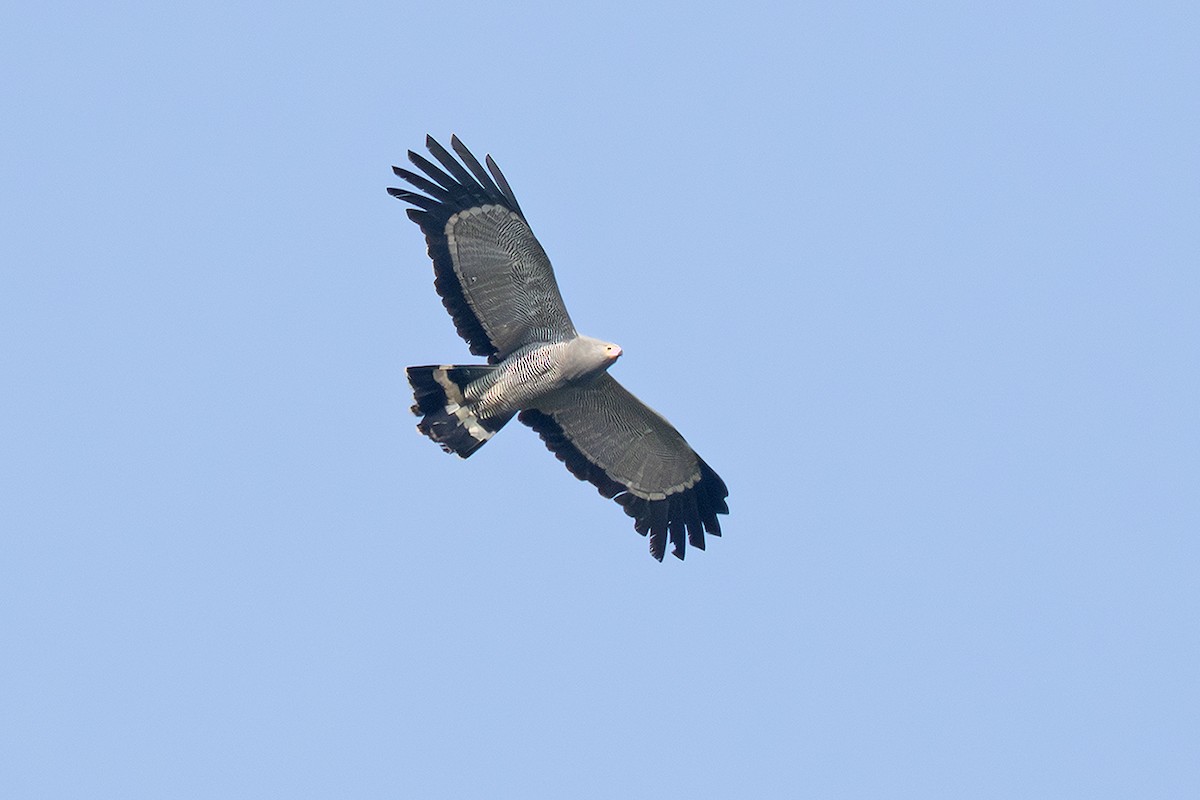 African Harrier-Hawk - ML643048891