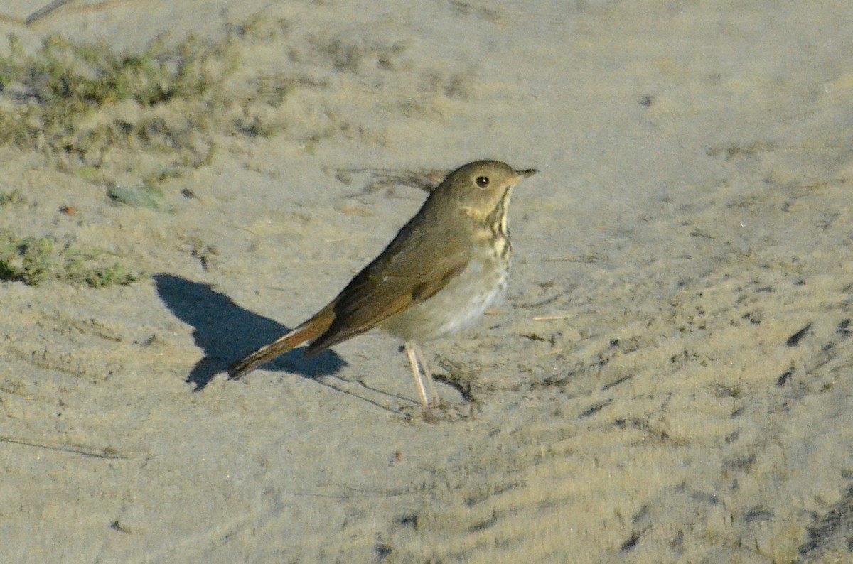 Hermit Thrush - ML643048893