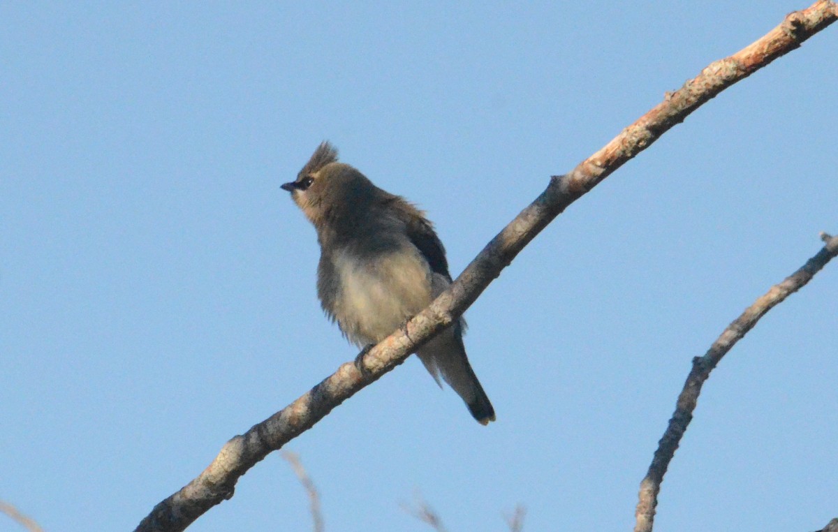 Cedar Waxwing - ML643048897
