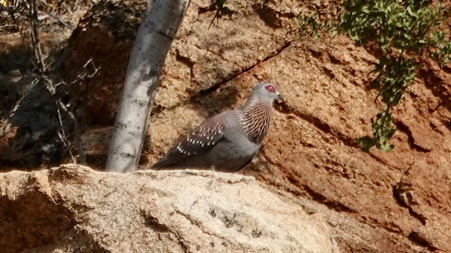 Speckled Pigeon - Jan Ekkers