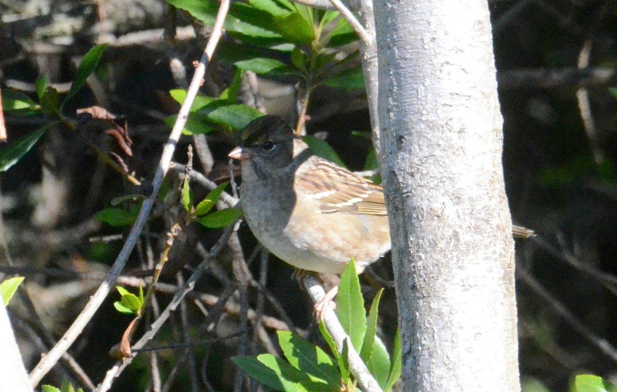 Golden-crowned Sparrow - ML643048902