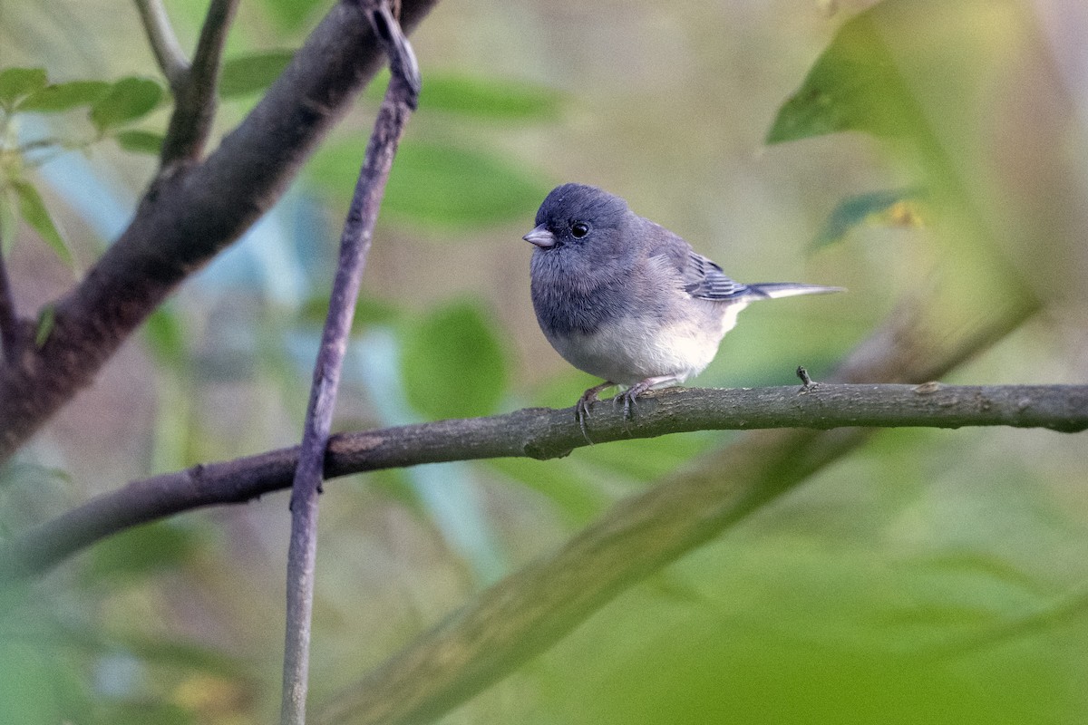 Dark-eyed Junco - ML643048905