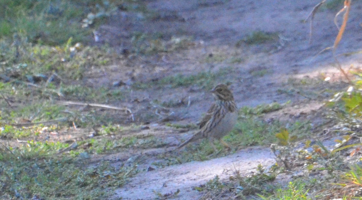 Savannah Sparrow - ML643048908