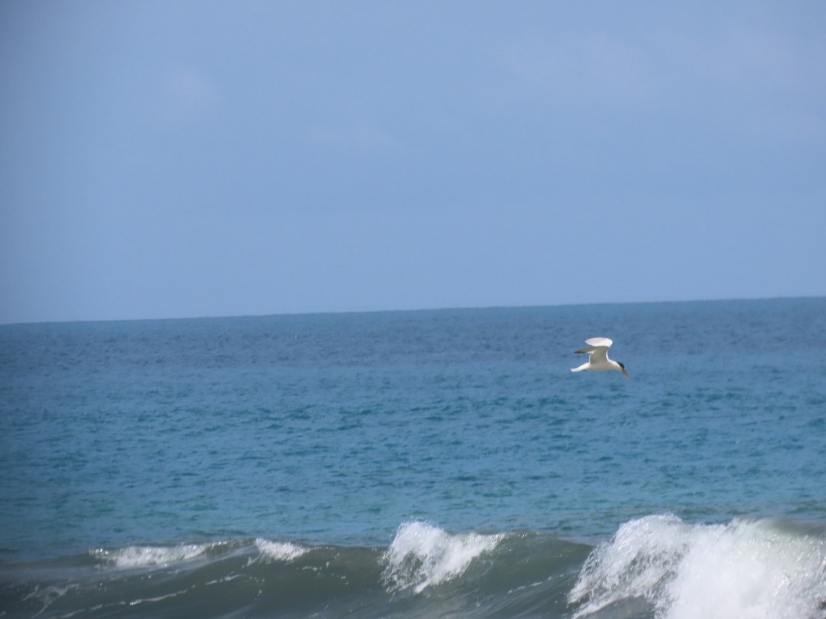 アメリカオオアジサシ - ML643048911