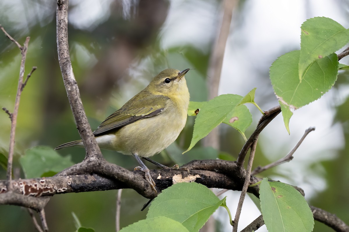 Tennessee Warbler - ML643048912