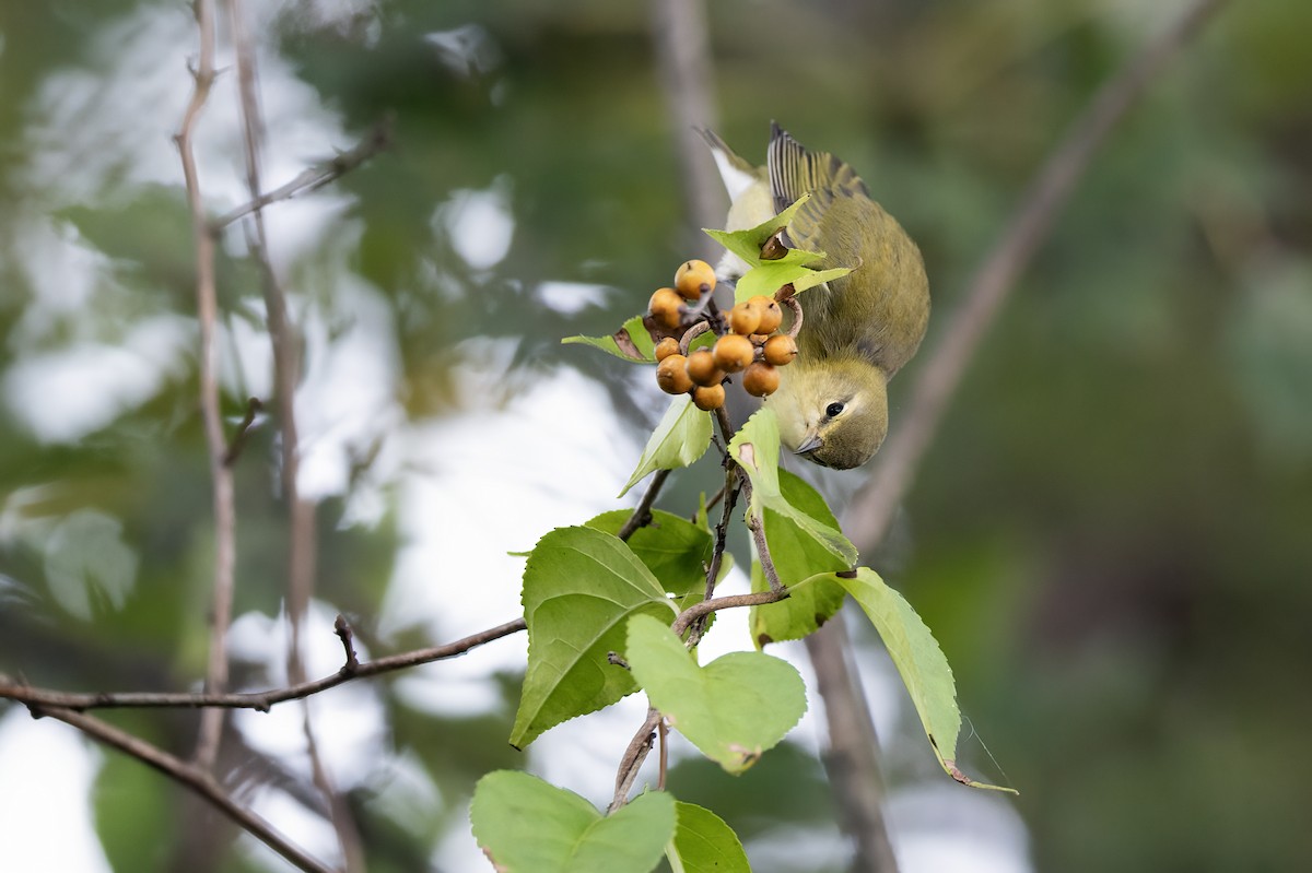 Tennessee Warbler - ML643048913