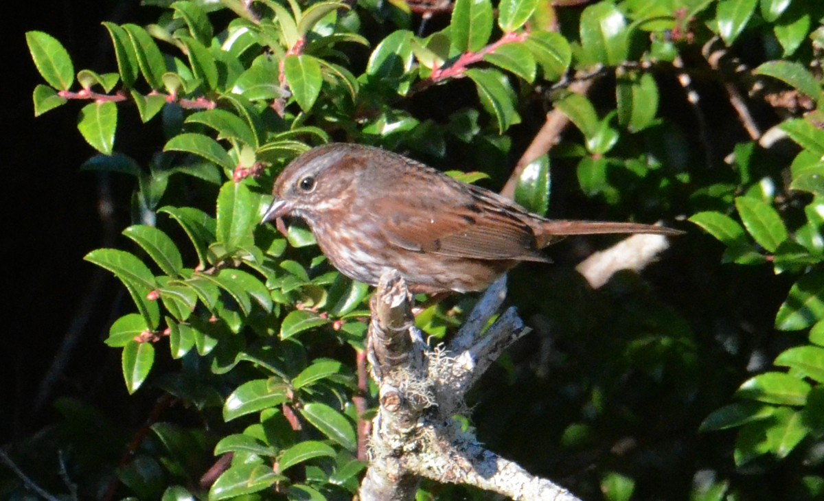 Song Sparrow - ML643048915