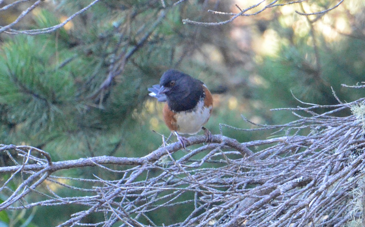 Spotted Towhee - ML643048918