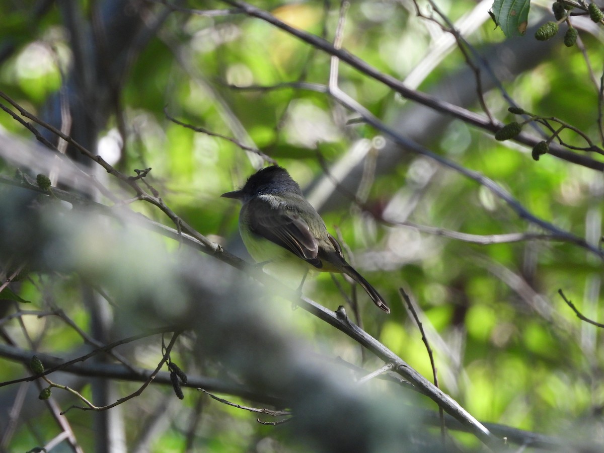 Dusky-capped Flycatcher - ML643048919