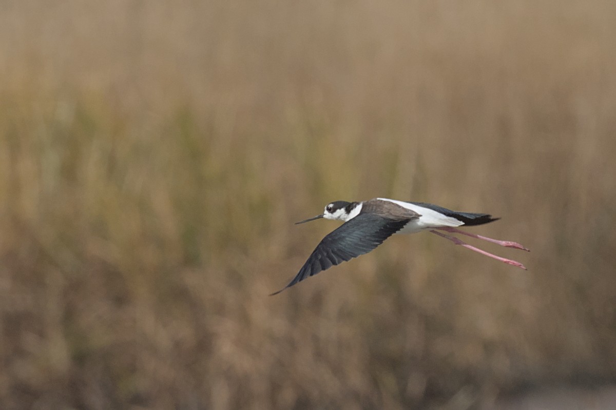 Black-necked Stilt - ML643048932