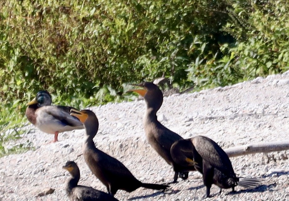 Double-crested Cormorant - ML643048940