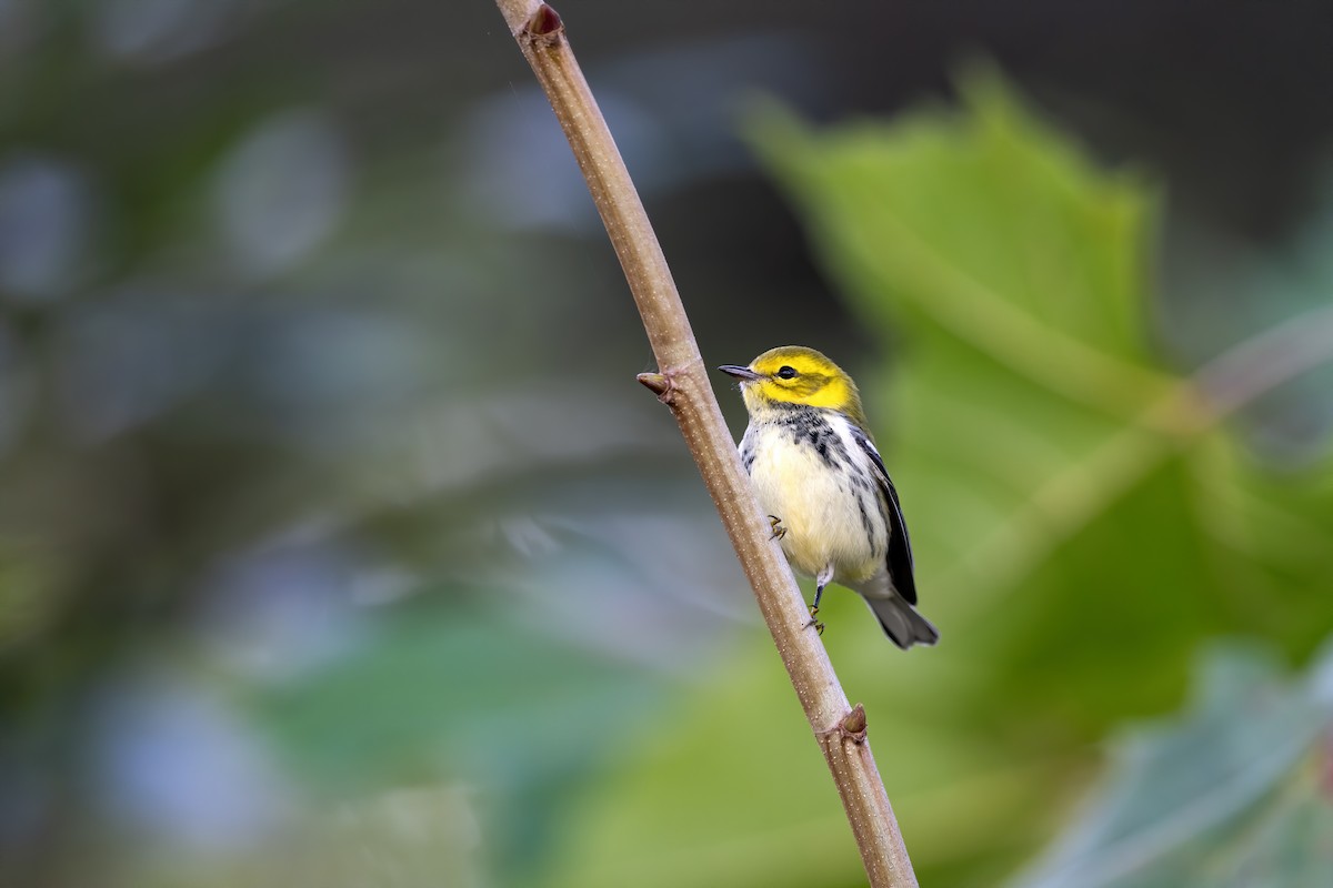 Black-throated Green Warbler - ML643048944