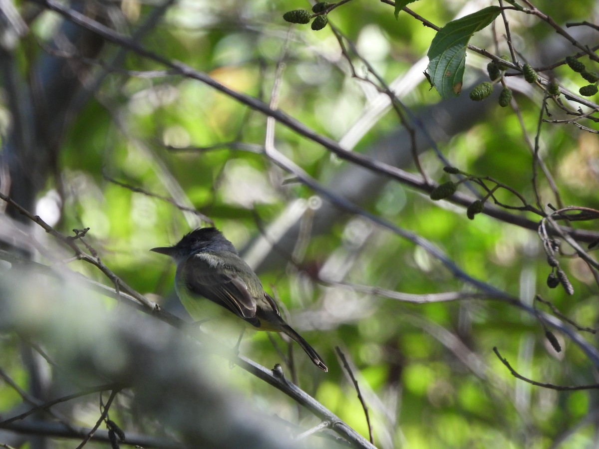 Dusky-capped Flycatcher - ML643048946