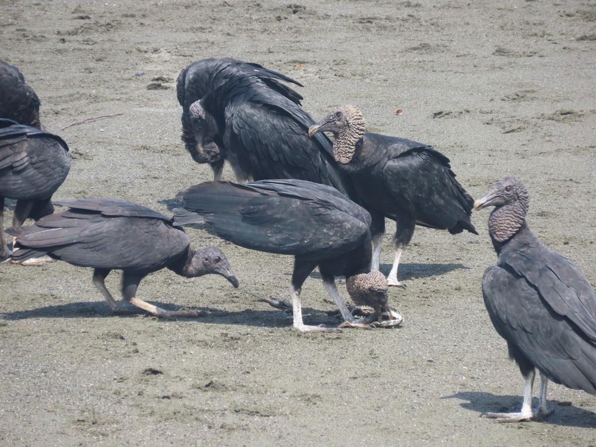 クロコンドル - ML643048952