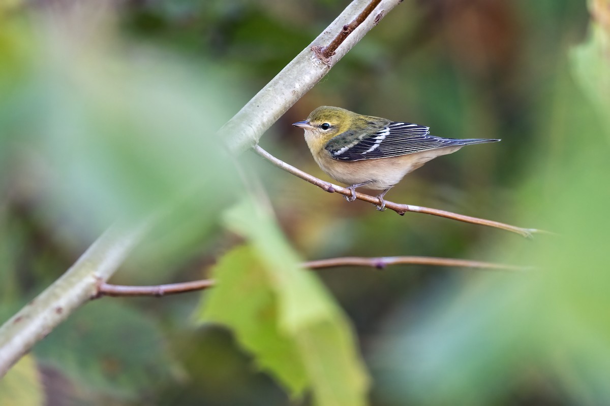 Bay-breasted Warbler - ML643048966