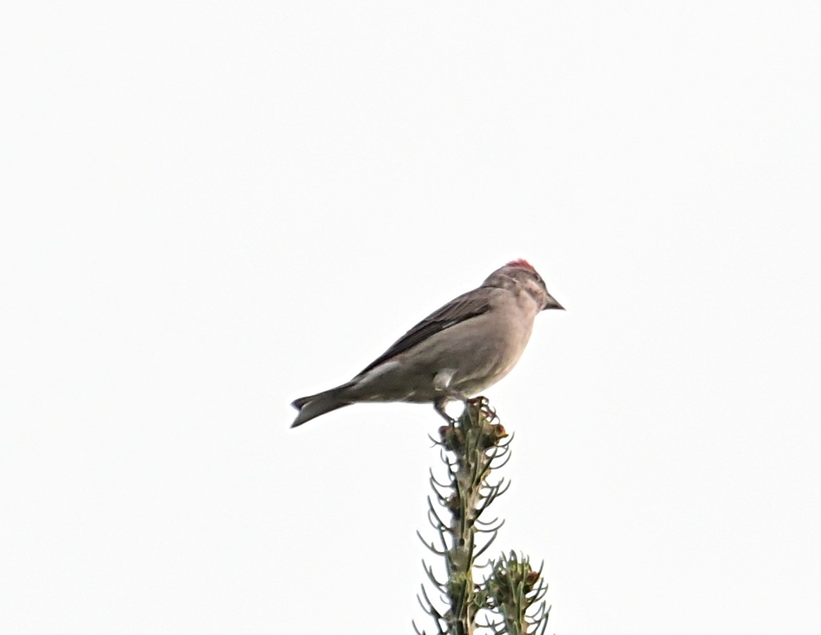 rødkronerosenfink - ML643048971
