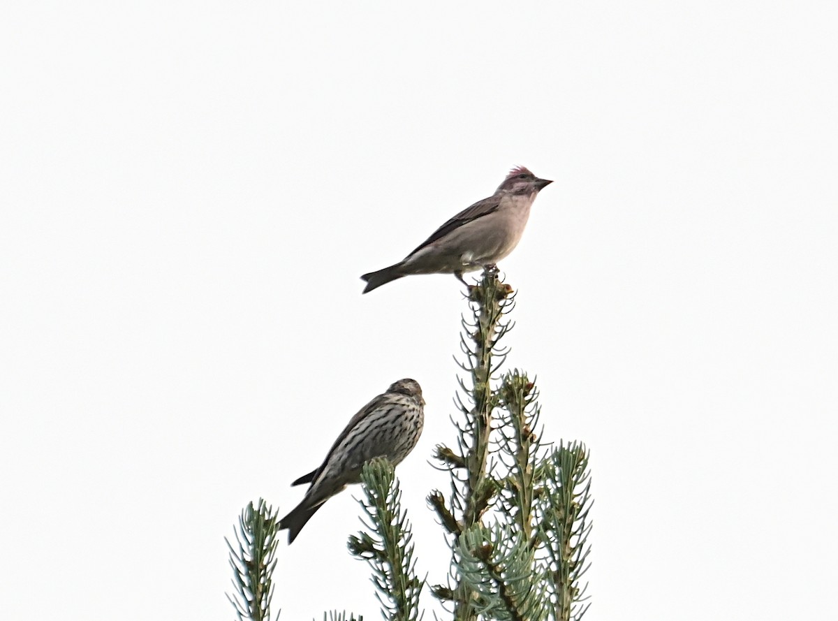 rødkronerosenfink - ML643048972