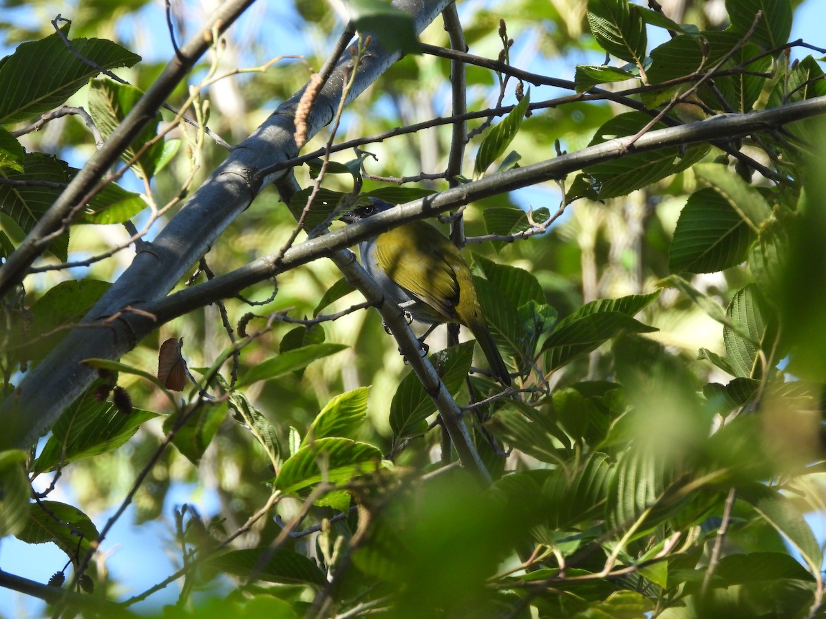 Blue-capped Tanager - ML643048988