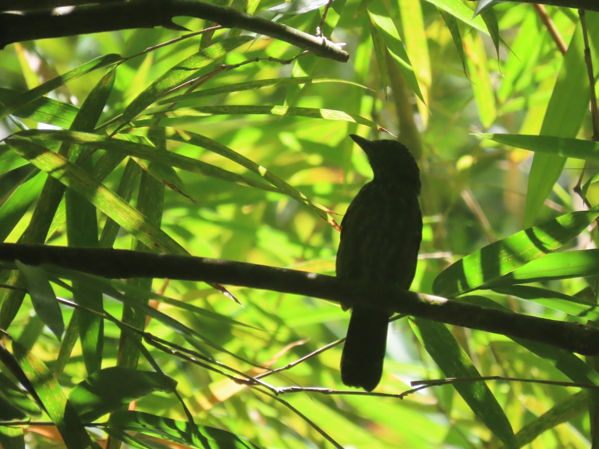 シロボシクロアリモズ - ML643048991