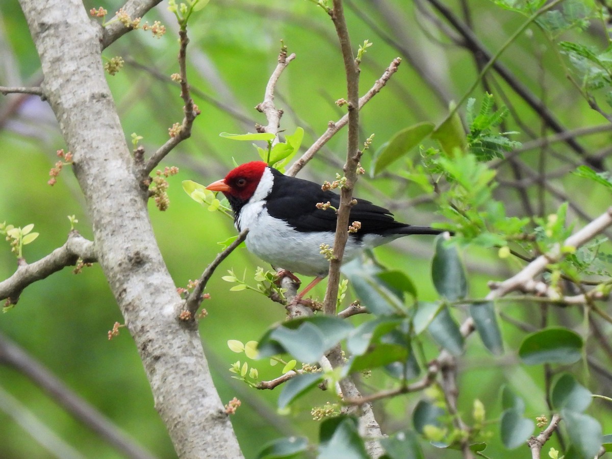 Yellow-billed Cardinal - ML643048995