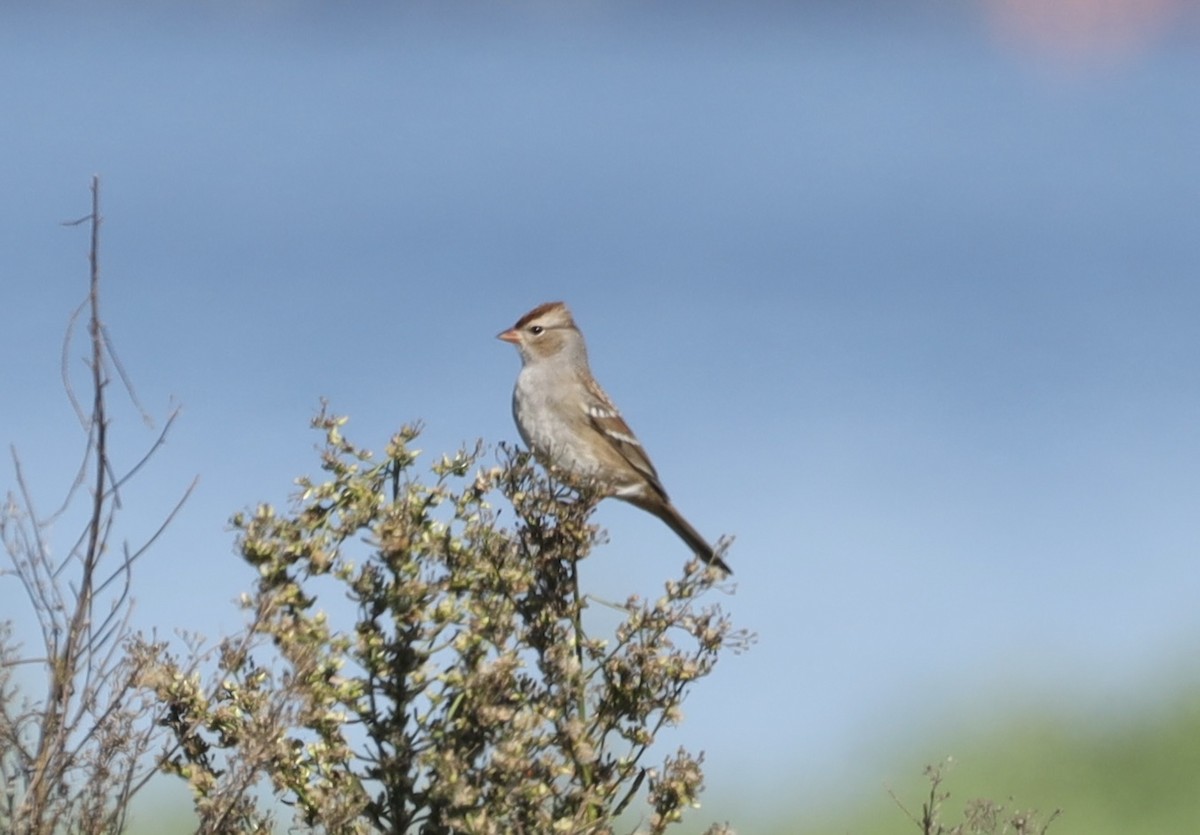 White-crowned Sparrow - ML643049007