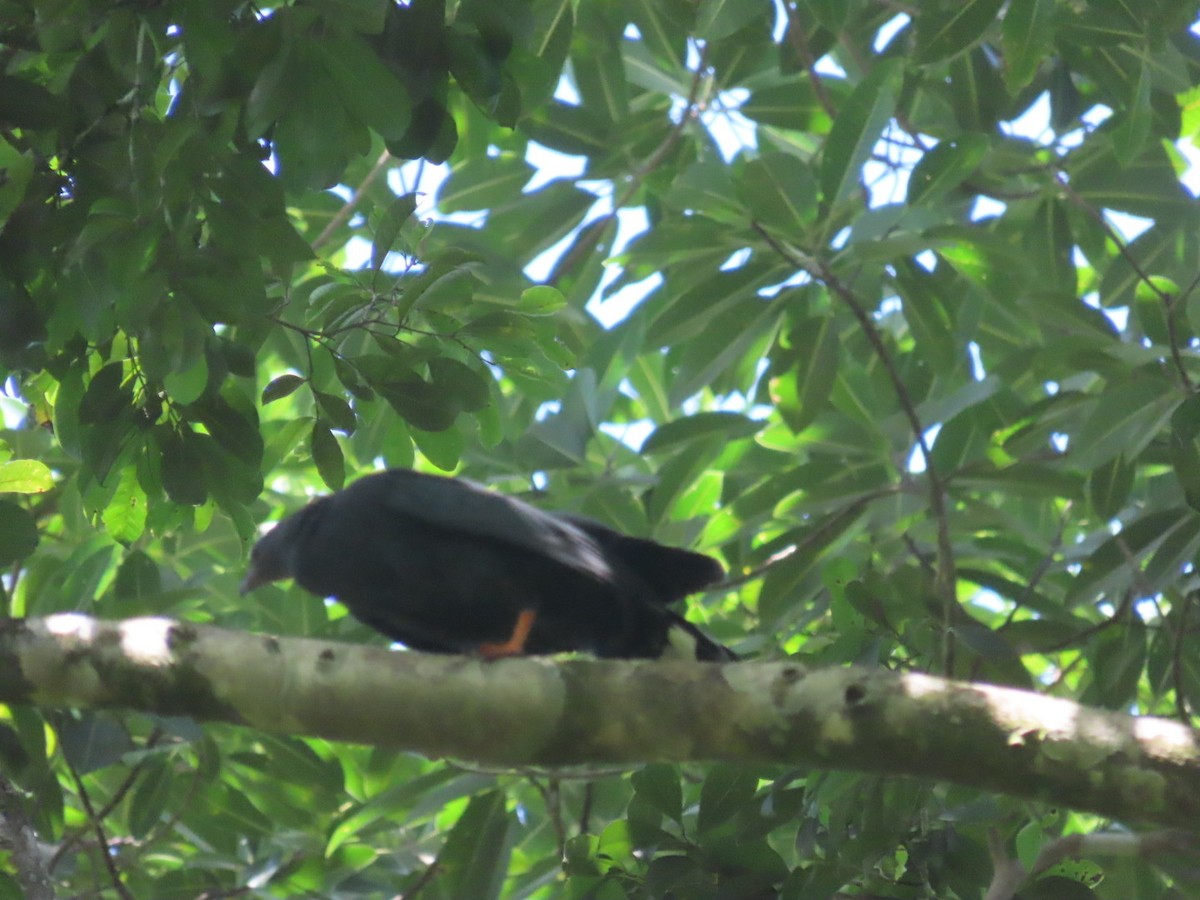 セイタカノスリ - ML643049010