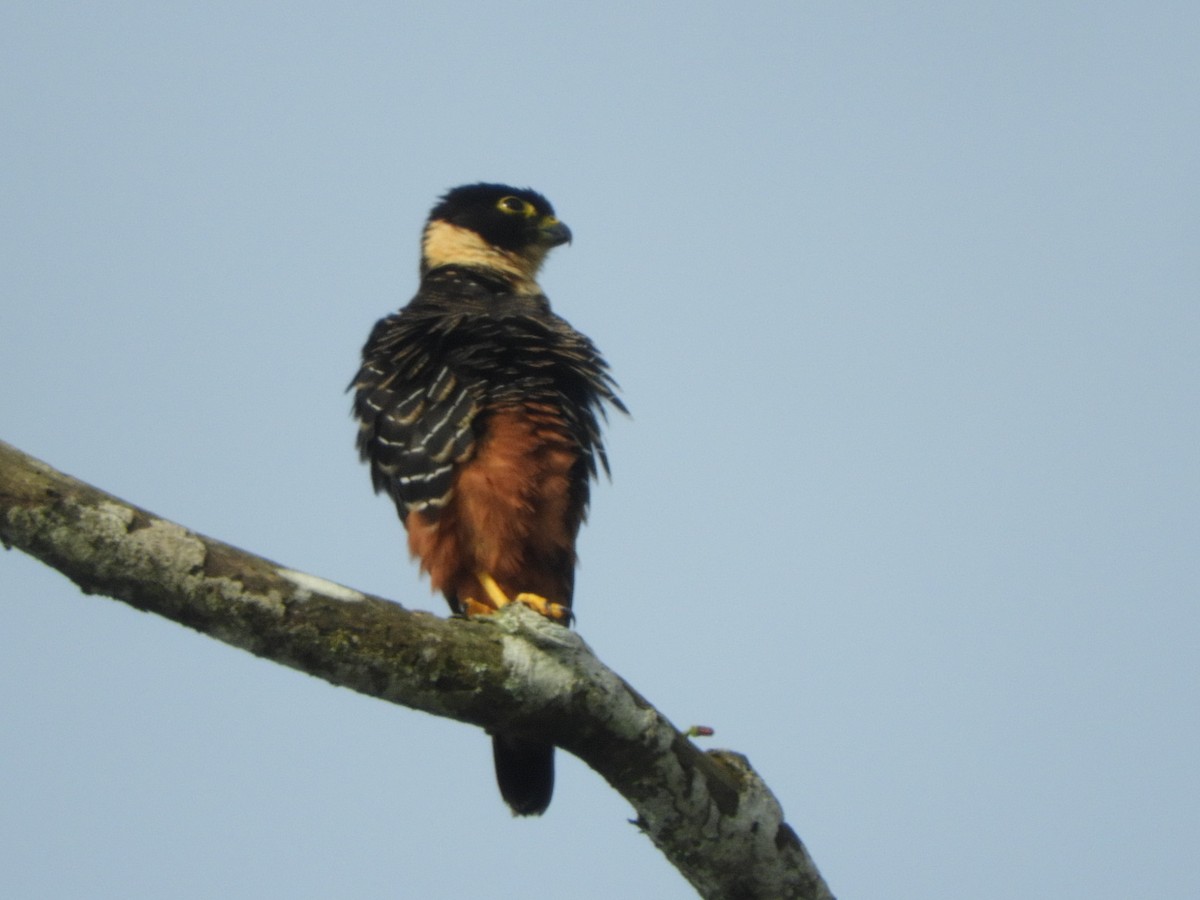 Bat Falcon - ML643049014