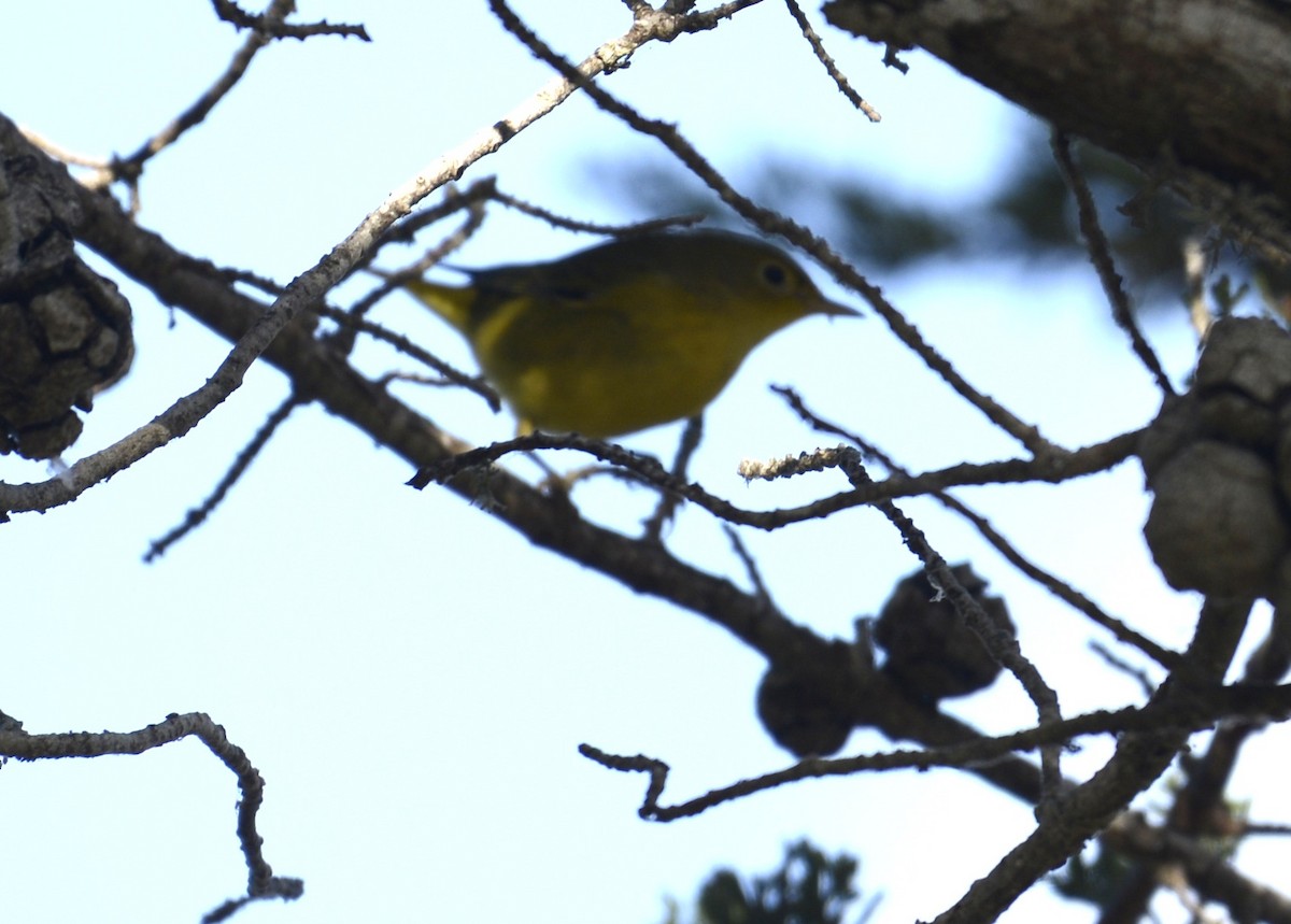 Hutton's Vireo (Pacific) - ML643049022