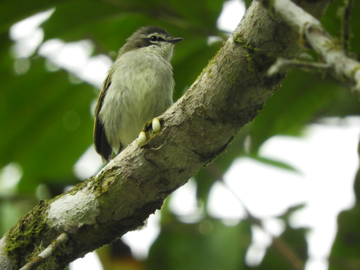 Venezuelan Tyrannulet - ML643049029