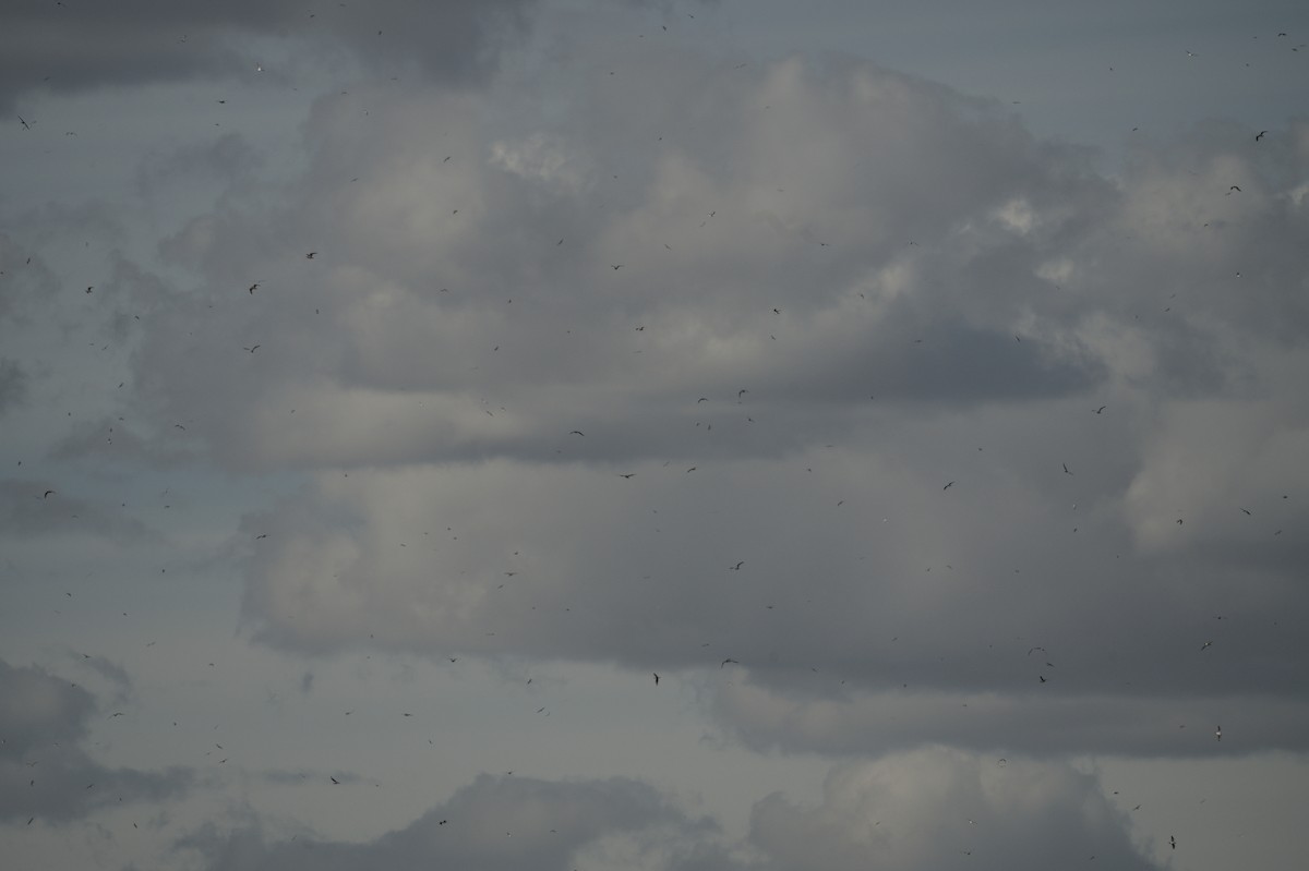 Gabbiano di Franklin - ML643049043