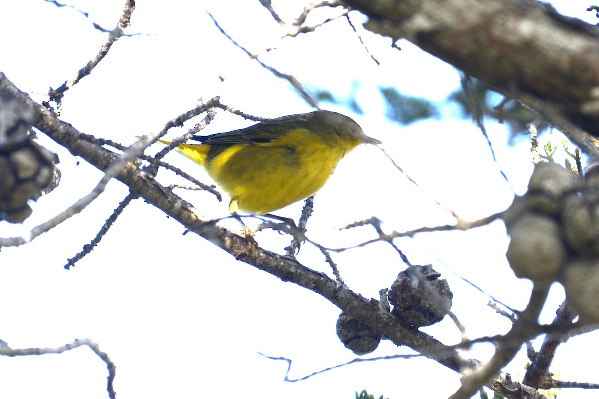 Hutton's Vireo (Pacific) - ML643049044
