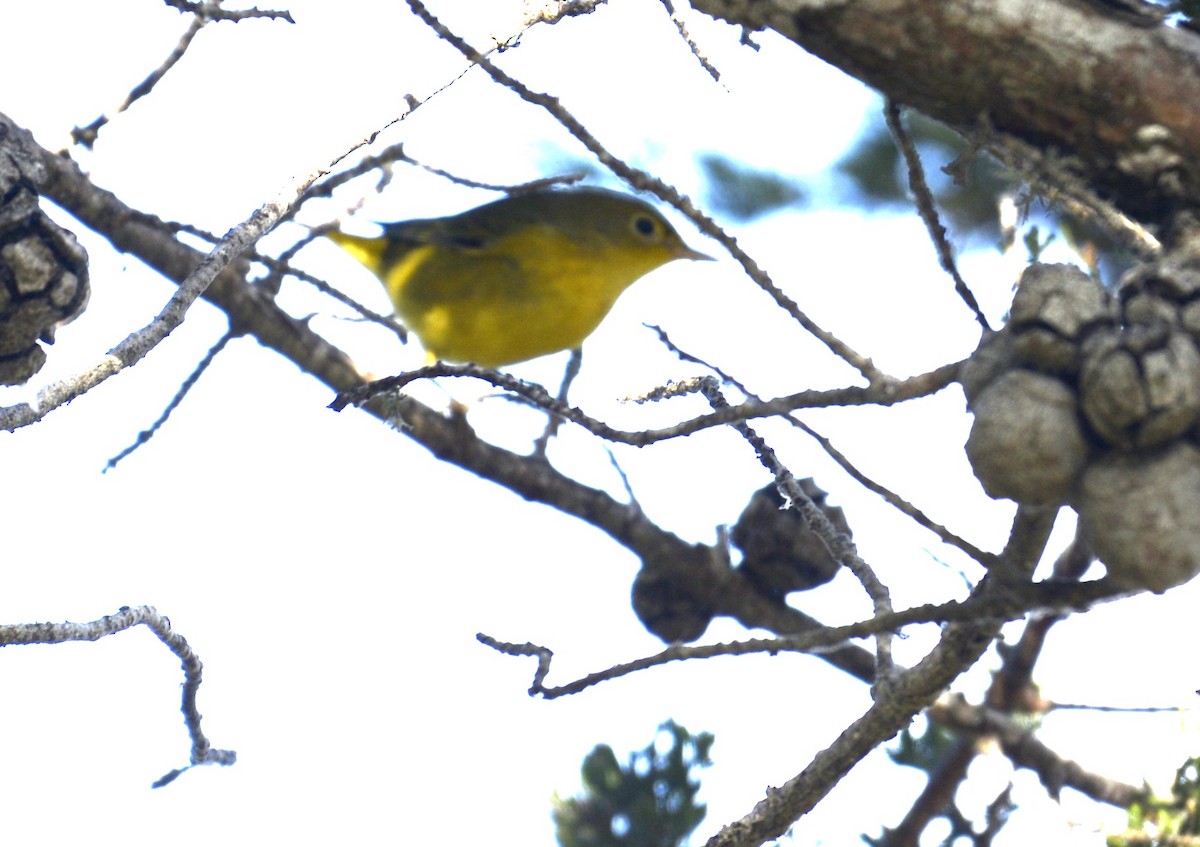 Hutton's Vireo (Pacific) - ML643049060