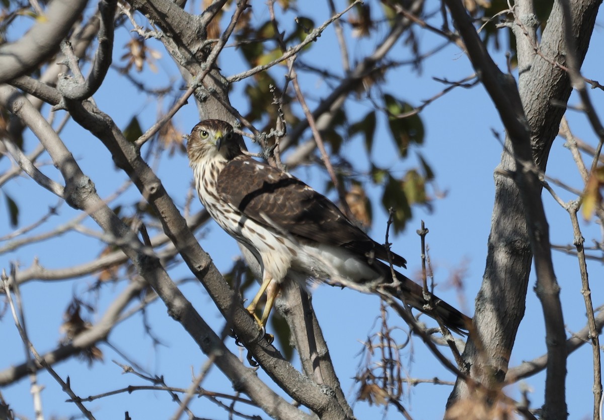 Cooper's Hawk - ML643049074