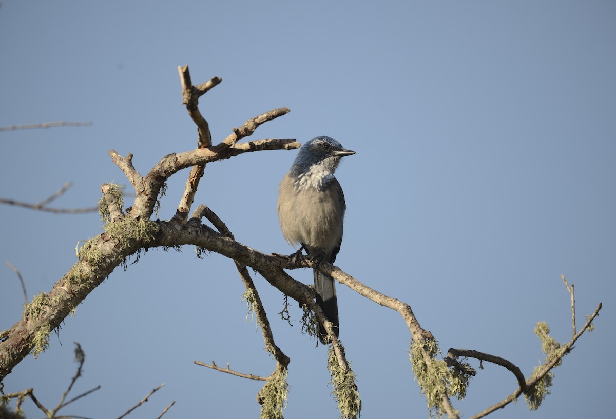 California Scrub-Jay - ML643049086