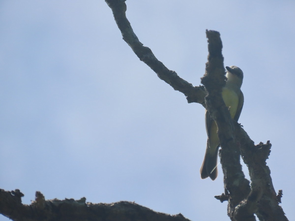 オリーブタイランチョウ - ML643049088