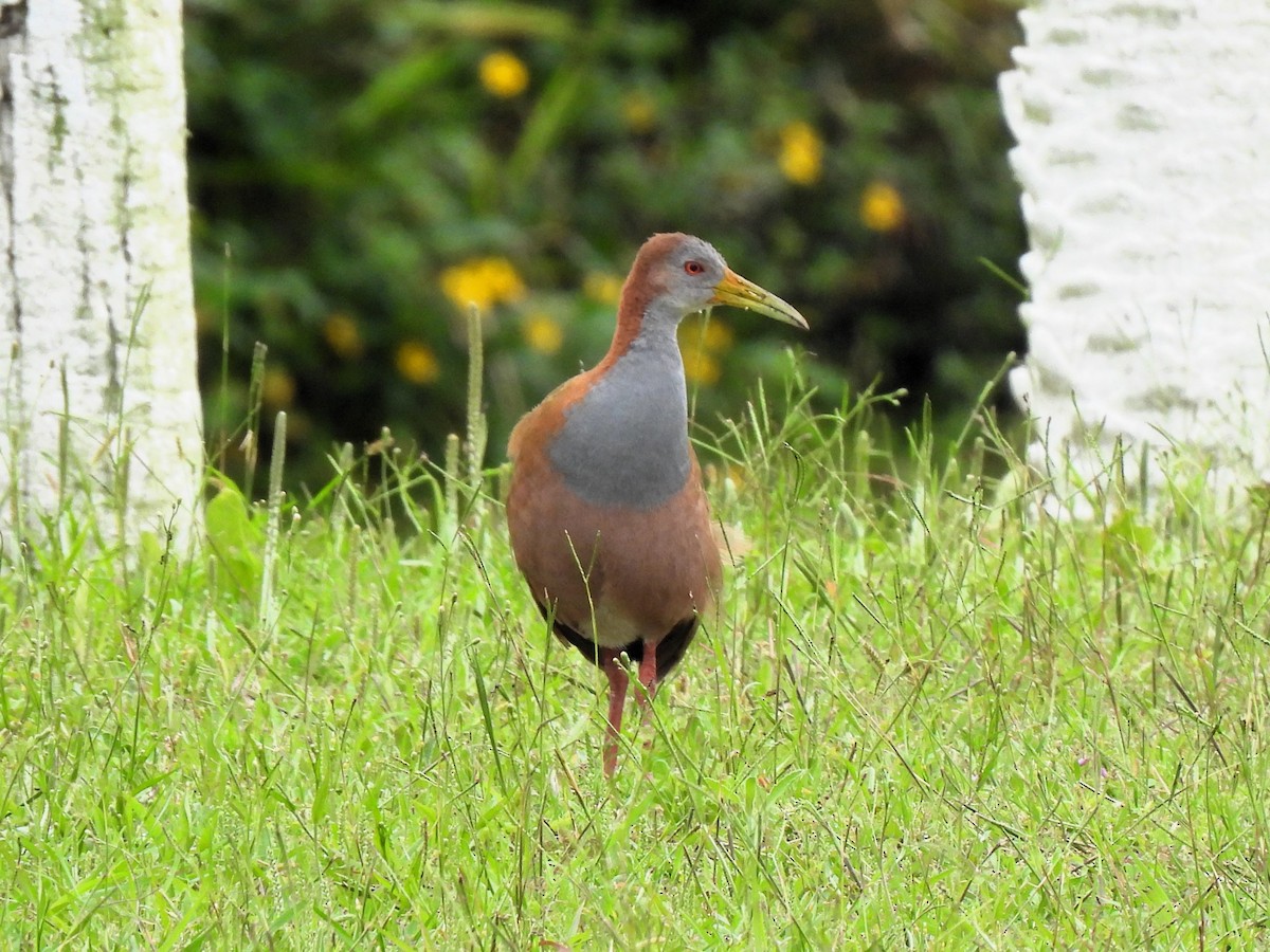 Giant Wood-Rail - ML643049095