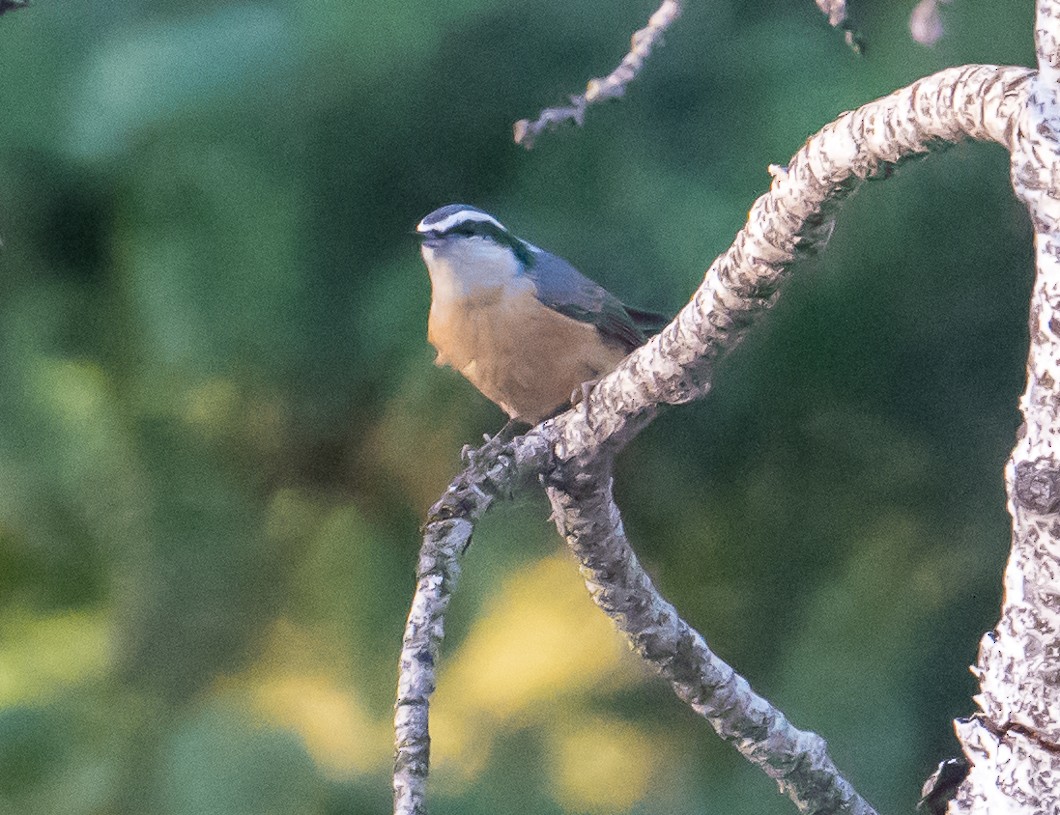 Red-breasted Nuthatch - ML643049104