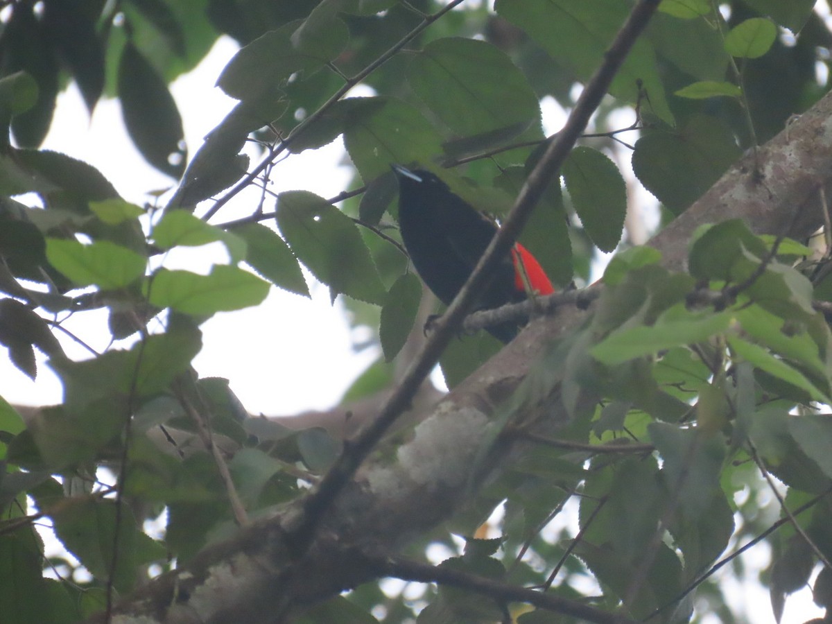 コシアカフウキンチョウ - ML643049106