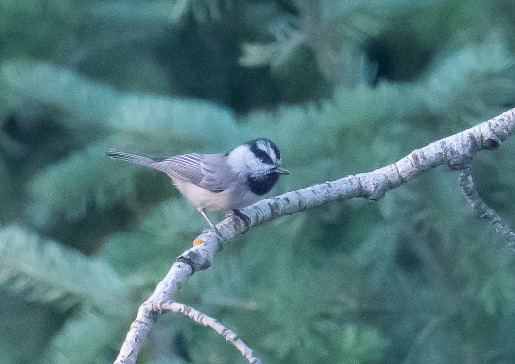 Mountain Chickadee - ML643049112