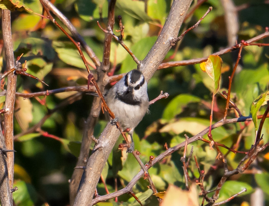 Mountain Chickadee - ML643049114