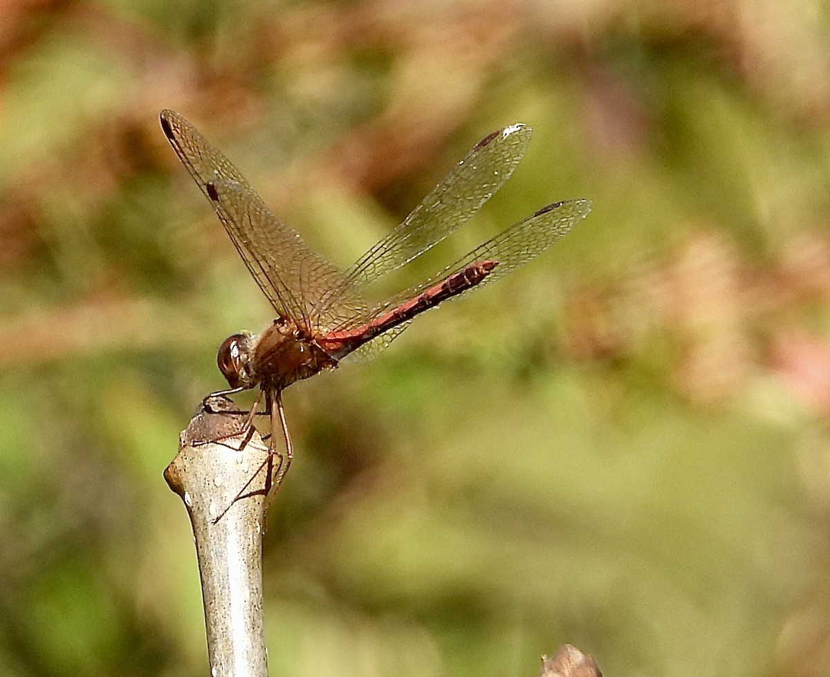 Böcek - ML643049122