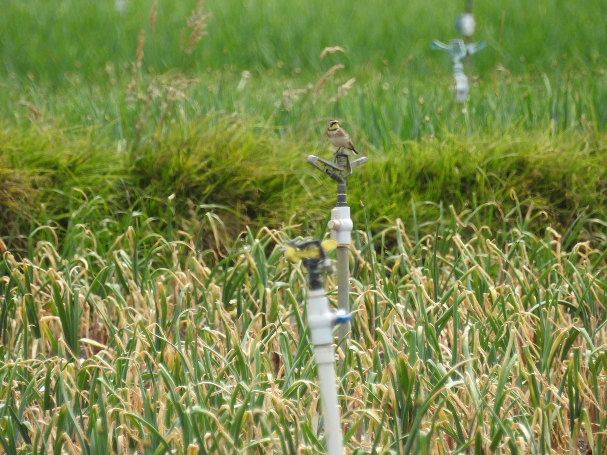 skřivan ouškatý - ML643049130