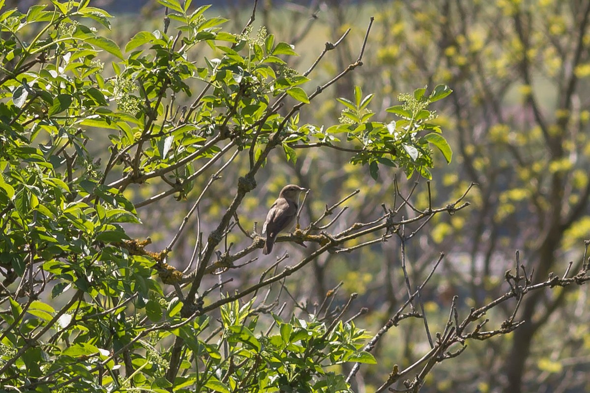 Garden Warbler - ML643049139