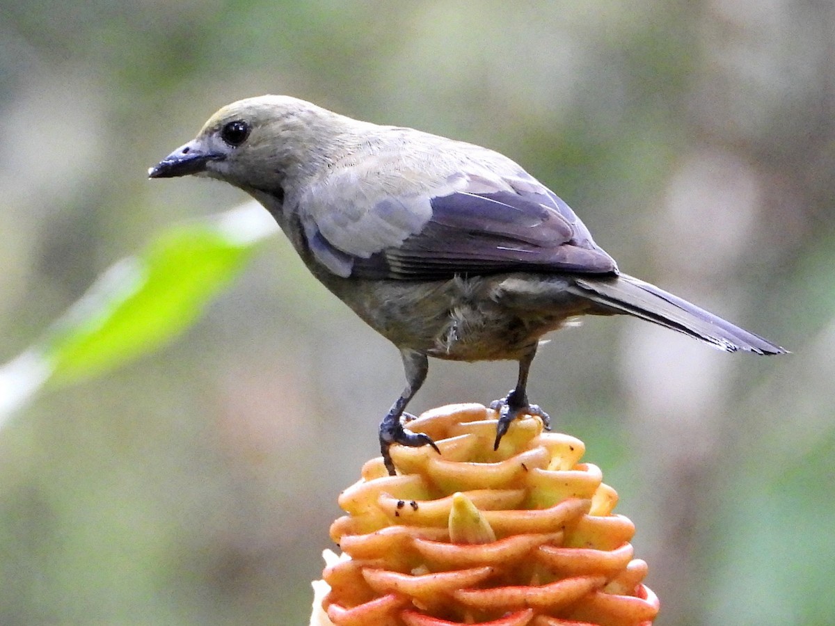 Palm Tanager - ML643049153