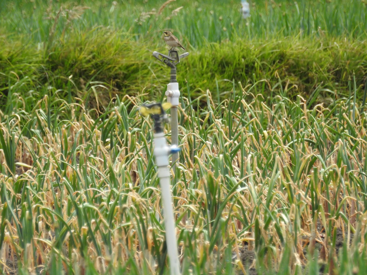 skřivan ouškatý - ML643049176