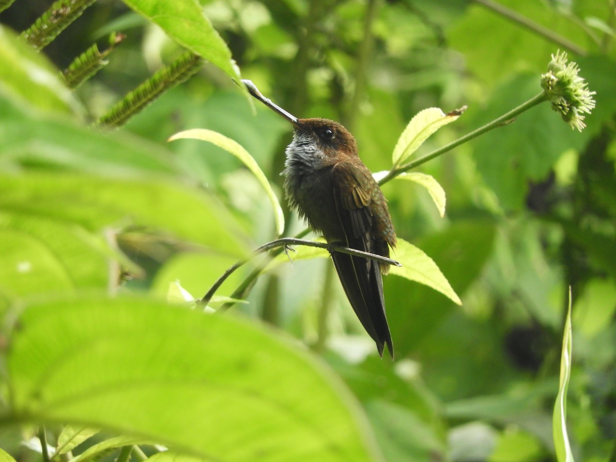 Bronzy Inca - ML643049184