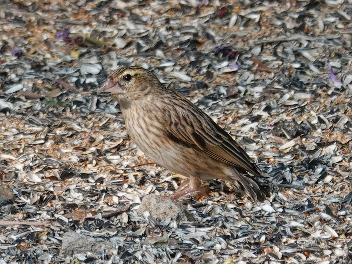 Southern Red Bishop - ML643049194