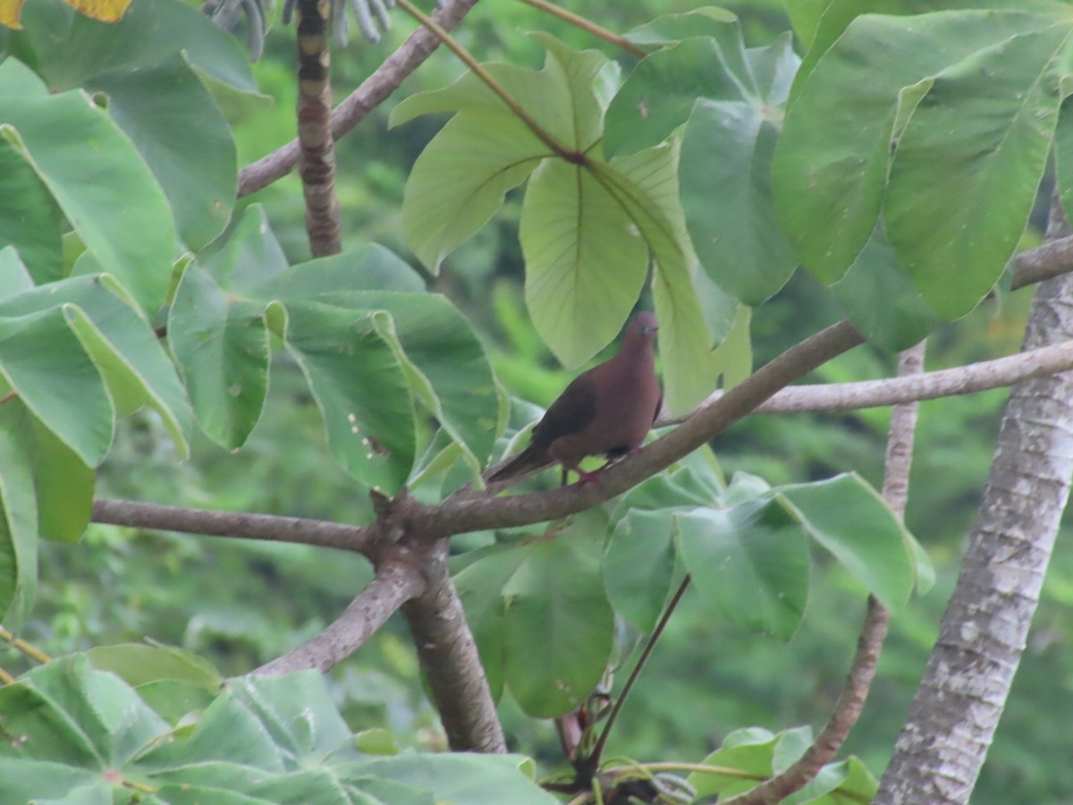 コバシバト - ML643049197