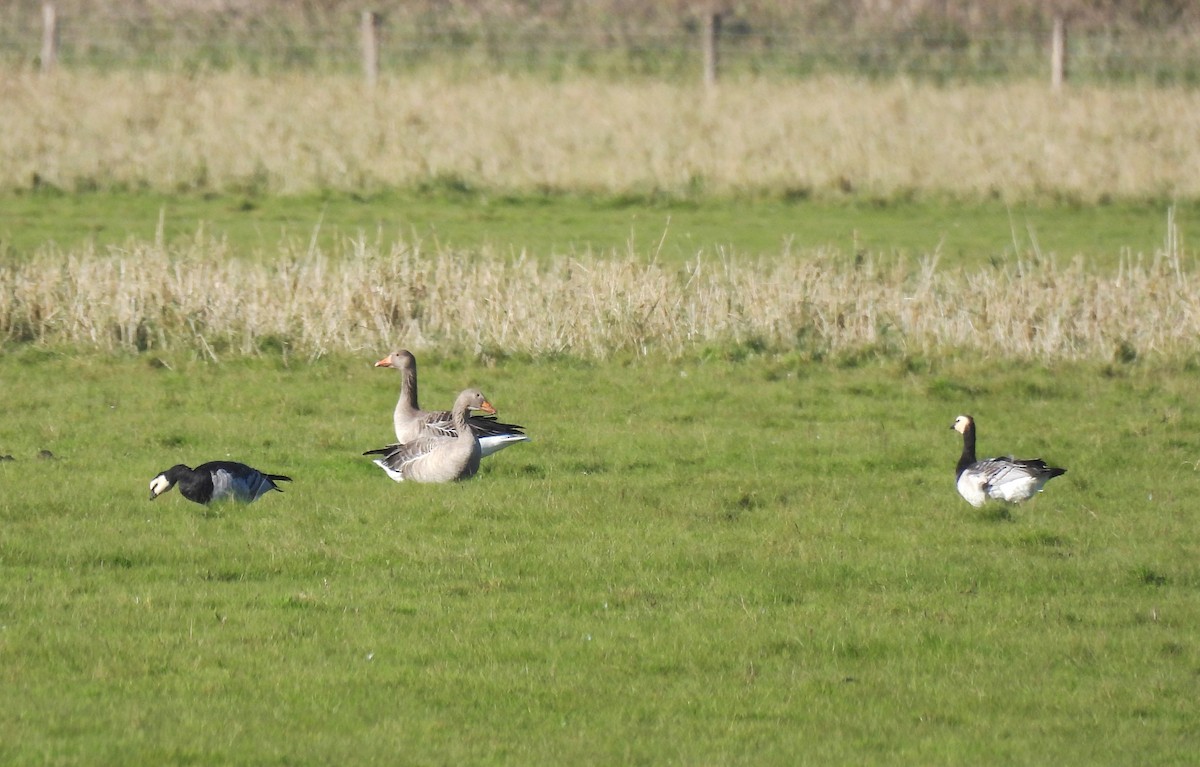 Barnacle Goose - ML643049234