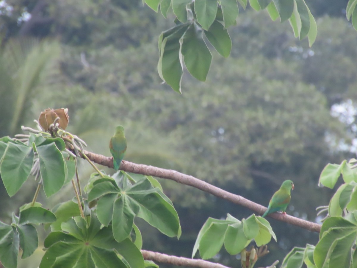 ミドリインコ - ML643049247